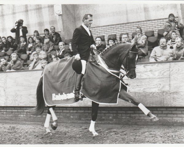 Deckhengst De Saint Urus d'Olympe x (Anglo-Araber, 1986, von Saint Erwan x)