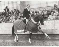 Deckhengst De Saint Urus d'Olympe x (Anglo-Araber, 1986, von Saint Erwan x)