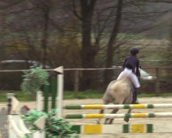 Reitturnier Springe 2025