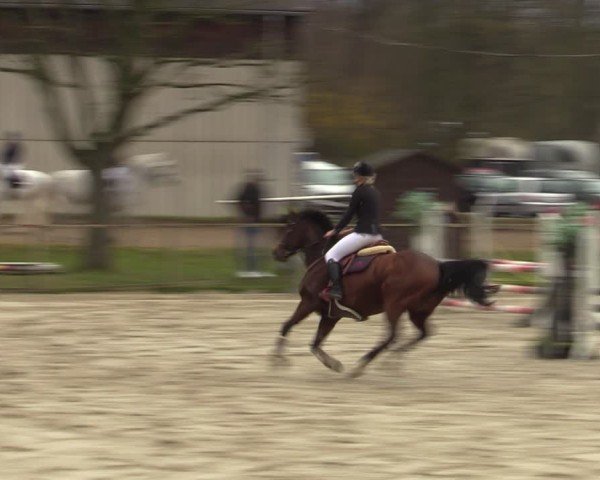Reitturnier Springe 2025