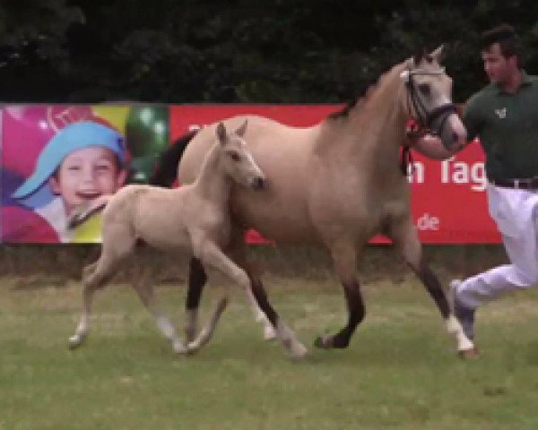 horse Hengst von FS Numero Uno / FS Champion de Luxe (German Riding Pony,  , from Fs Numero Uno)