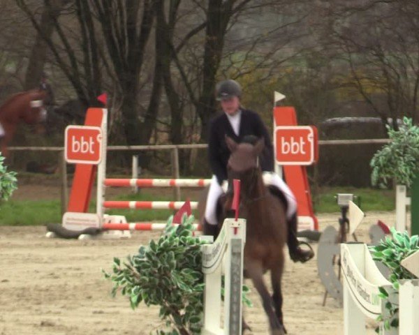 Reitturnier Springe 2025