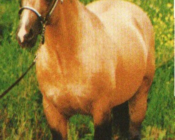 horse Doc Jessie (Quarter Horse, 1981, from Doc's Prescription)