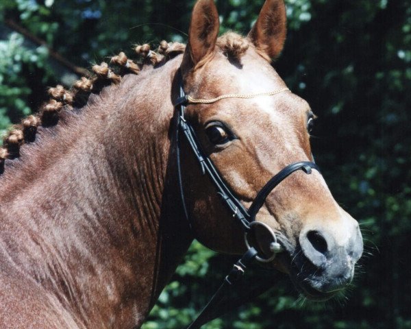 Deckhengst Astor (Deutsches Reitpony, 1982, von Arthur-O-Fon)