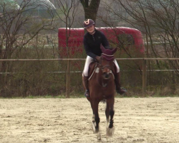 Reitturnier Springe 2025