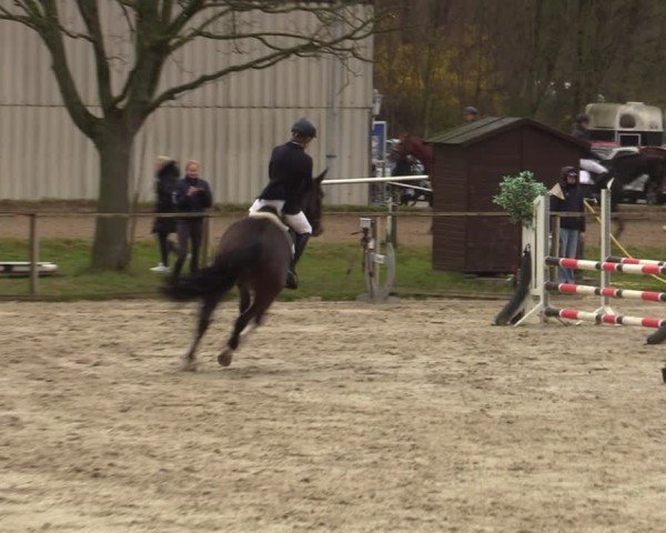Reitturnier Springe 2025