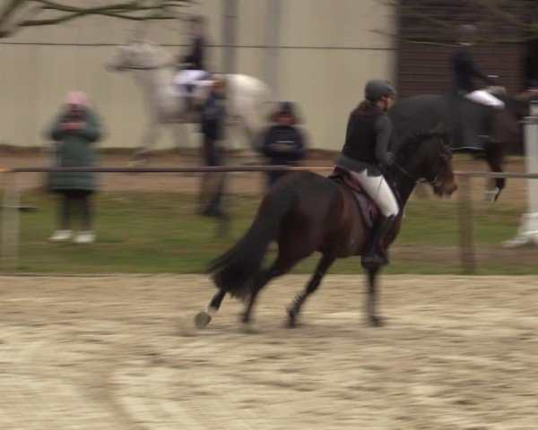 Reitturnier Springe 2025