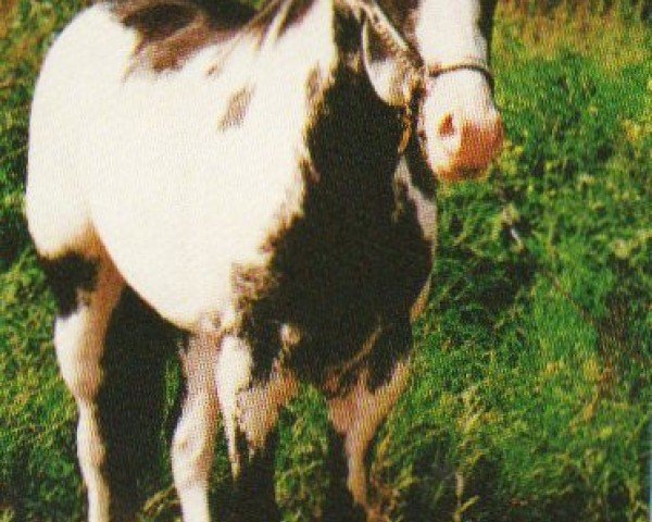 stallion Docs Eternal Sun (Paint Horse, , from Doc's Painted Legacy) stallion Docs Eternal Sun (Paint Horse, , from Doc's Painted Legacy)
