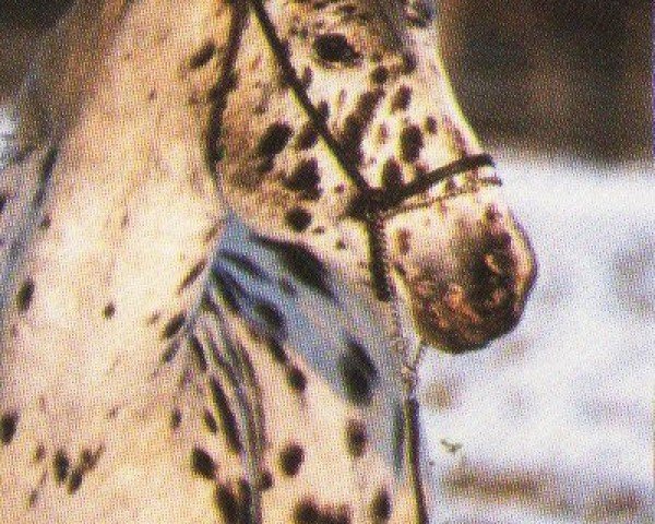 Deckhengst Travelin Gay Power (Appaloosa, 1981, von Travelin Dice)