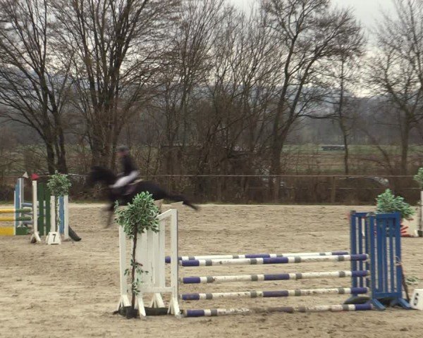 Reitturnier Springe 2025