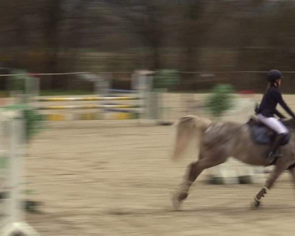 Reitturnier Springe 2025