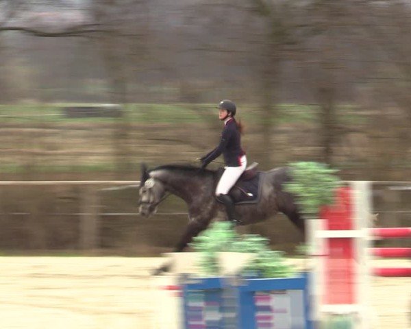 Reitturnier Springe 2025