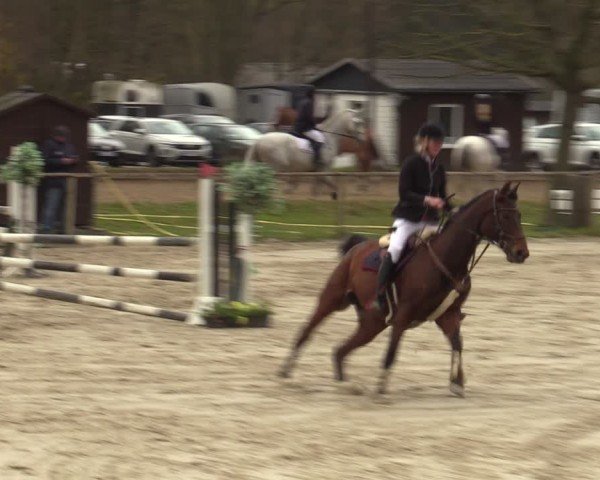 Reitturnier Springe 2025