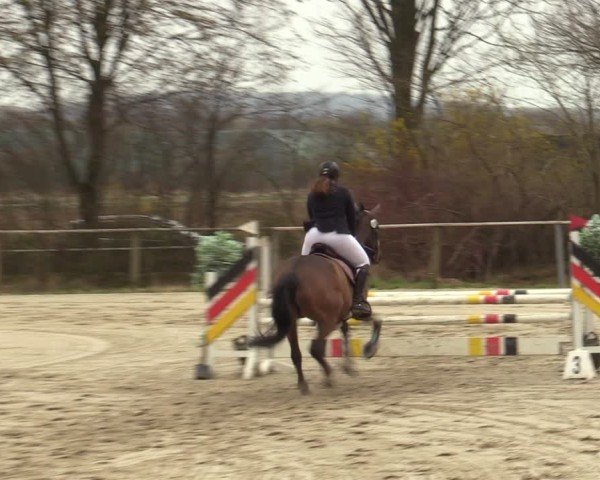 Reitturnier Springe 2025