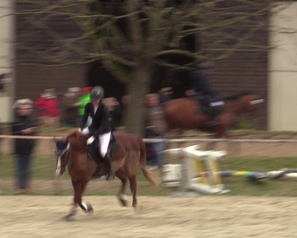 Reitturnier Springe 2025