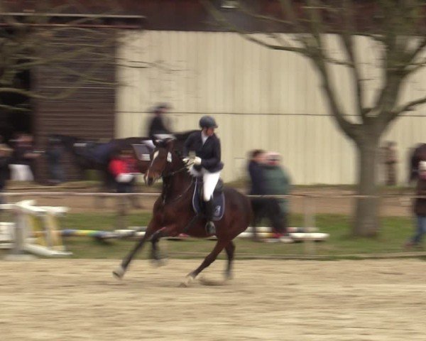 Reitturnier Springe 2025