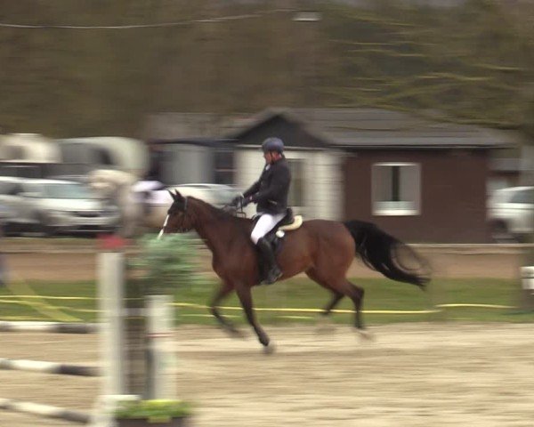 Reitturnier Springe 2025