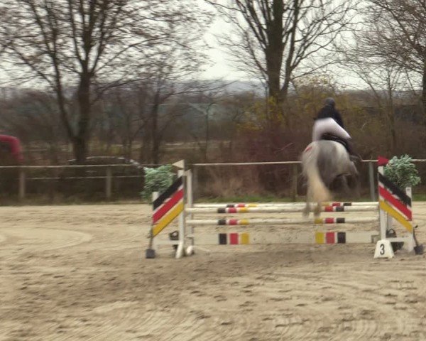 Reitturnier Springe 2025