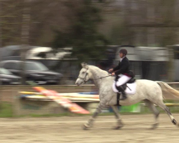 Reitturnier Springe 2025