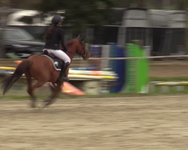 Reitturnier Springe 2025