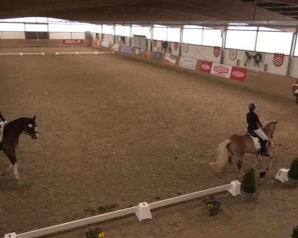 Reitturnier Borgholzhausen 2025