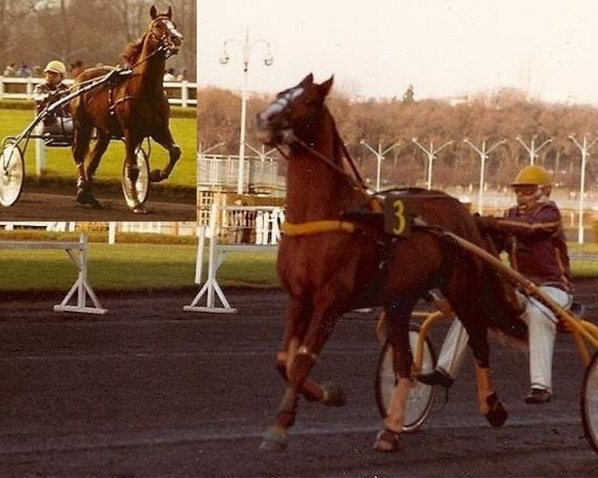 stallion Igor du Beauvoisin (FR) (French Trotter, 1974, from Kerjacques (FR))