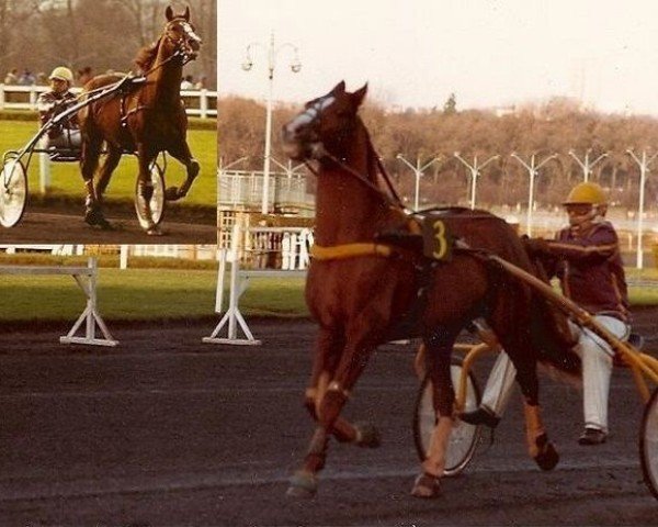 Deckhengst Igor du Beauvoisin (FR) (Französischer Traber, 1974, von Kerjacques (FR))