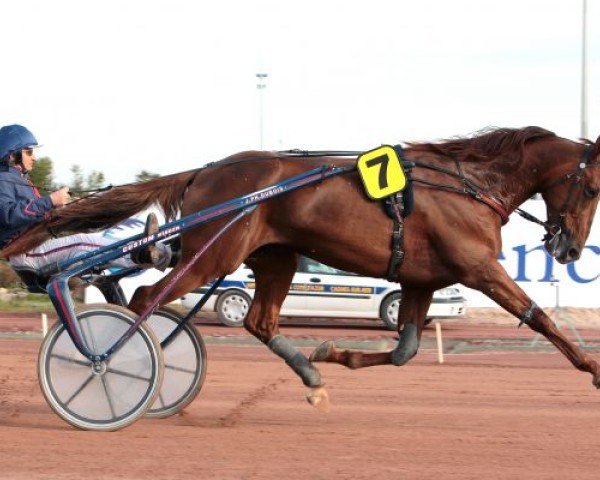stallion Royal Ludois (French Trotter, 1983, from Igor du Beauvoisin (FR))