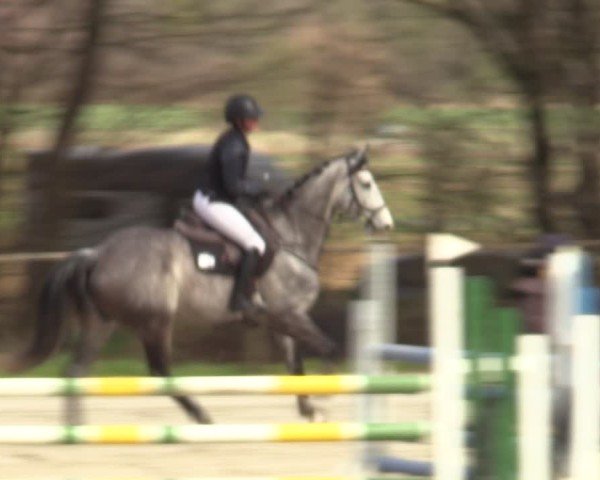 Reitturnier Springe 2025