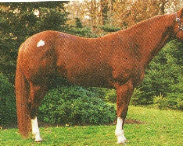 horse Regal Conclusion (Quarter Horse, 1990, from Obvious Conclusion) horse Regal Conclusion (Quarter Horse, 1990, from Obvious Conclusion)