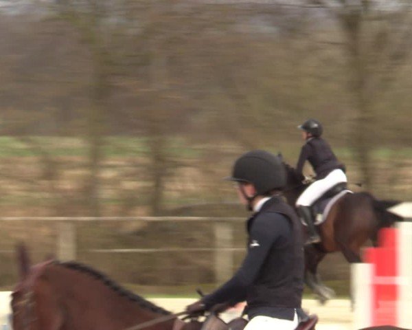 Reitturnier Springe 2025