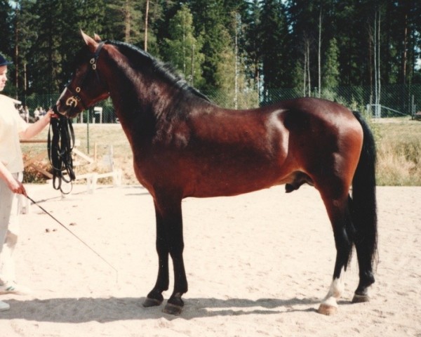 stallion Richard Lion-Heart 10 NF (New Forest Pony, 1983, from Burma Wilton 7 NF)