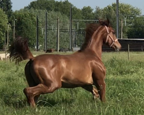 horse Pilot van perzi z (Zangersheide riding horse, 2019, from Pilothago Dxb)