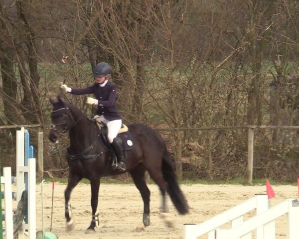 Reitturnier Springe 2025