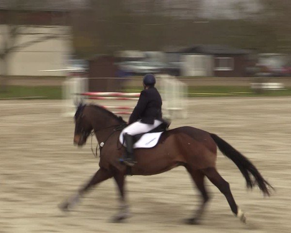 Reitturnier Springe 2025