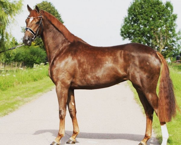 horse Mata Hari - ST (KWPN (Royal Dutch Sporthorse), 2017, from Hennessy)