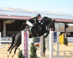 jumper Dark Phoenix (German Sport Horse, 2016, from Diarado)