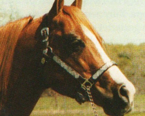 horse Doc Pocodo (Quarter Horse, 1983, from Doc's Gold Mine)