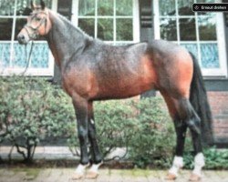 Deckhengst Hengst von Desperados 11 / Lauries Crusador xx (Hannoveraner, 2018, von Desperados FRH)