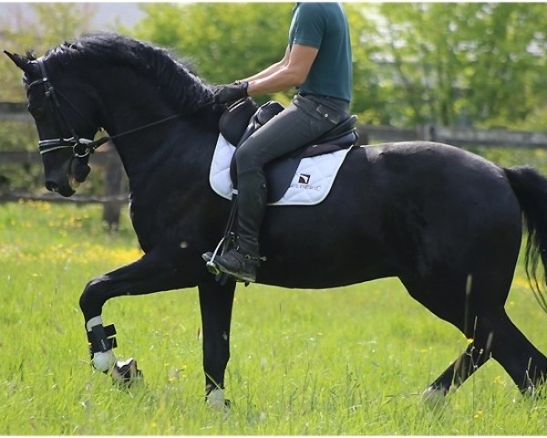 horse L'Avenir du Feuillard (KWPN (Royal Dutch Sporthorse), 2016, from Galaxie)