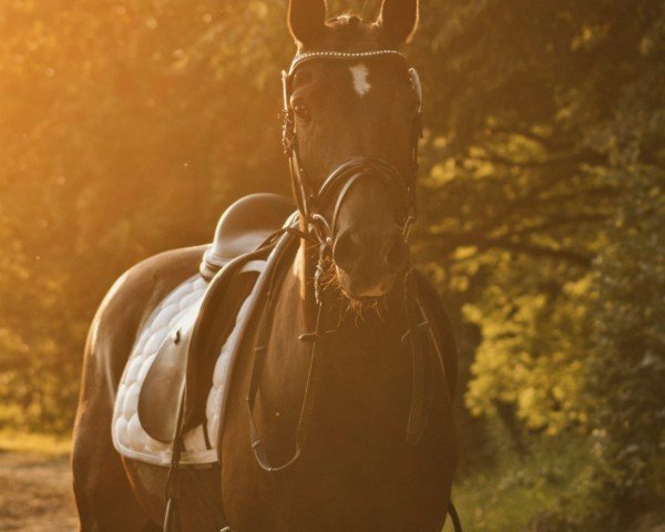 Dressurpferd Keiner Wie Dieser (Deutsches Reitpony, 2010, von Kennedy WE)