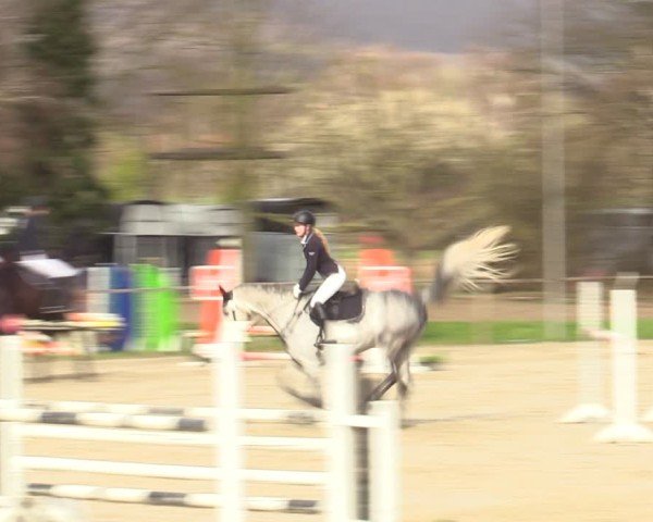 Reitturnier Springe 2025