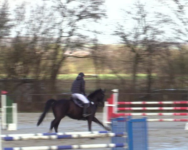 Reitturnier Springe 2025