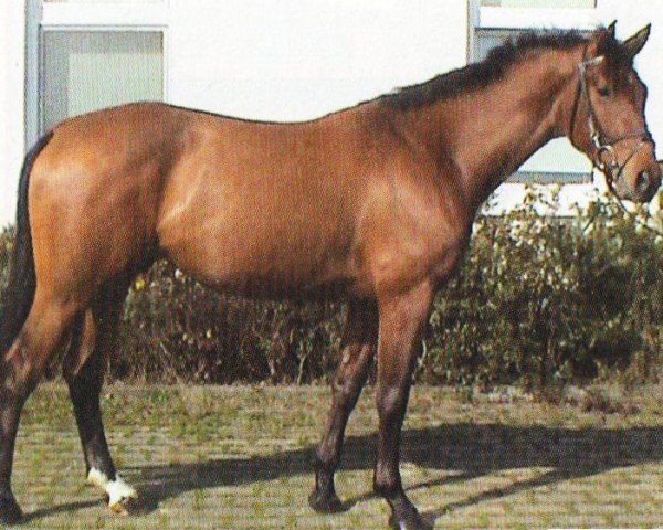 horse Weymont (Hanoverian, 2004, from Wind Dancer)