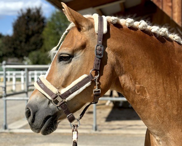 Zuchtstute Ciao Bella 2 (Haflinger, 2008, von Saloniki)