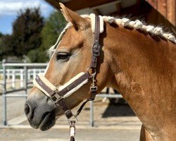 broodmare Ciao Bella 2 (Haflinger, 2008, from Saloniki)