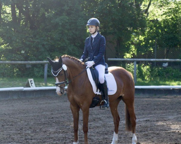 Zuchtstute Steendieks Comme Ci Comme Ca (Deutsches Reitpony, 2008, von FS Chambertin)
