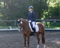 broodmare Steendieks Comme Ci Comme Ca (German Riding Pony, 2008, from FS Chambertin)