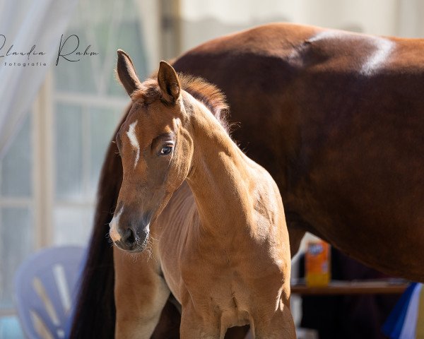 broodmare Traumwelt (Rhinelander, 2021, from Total Hope OLD)
