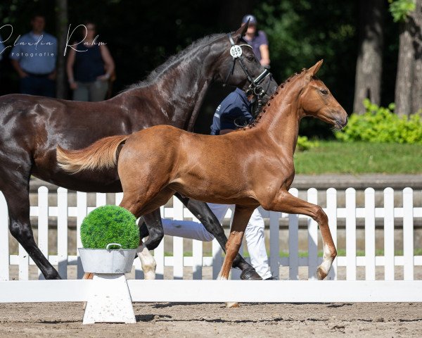 broodmare Veja (Rhinelander, 2021, from Valdiviani)
